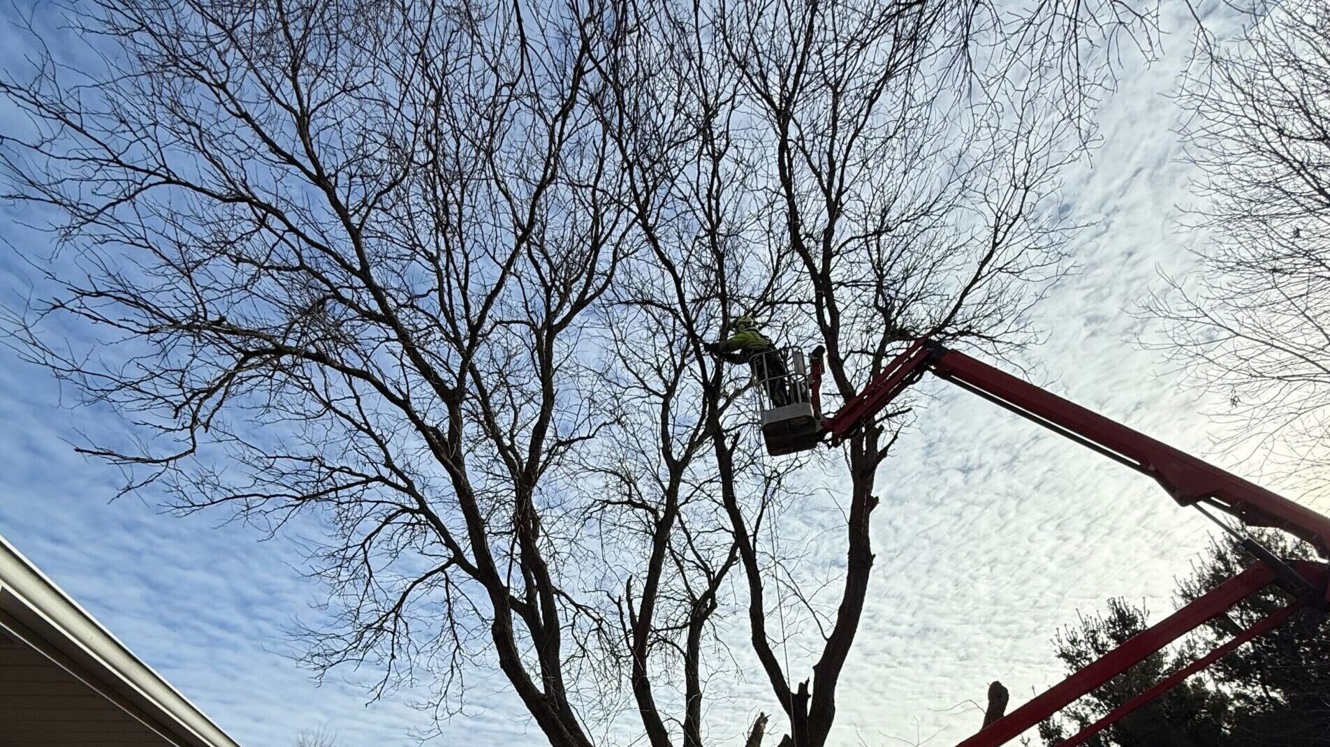 man in bucket working on tree
