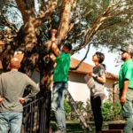 679ab7d44f6b6428ed479d60_arborists for tree scouts tree service (2)